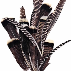 Wild Feathers, 50 Pieces - Natural Barred Wild Turkey Merriam Primary Wing Pointer Quill Wholesale Feathers (bulk) : 3441