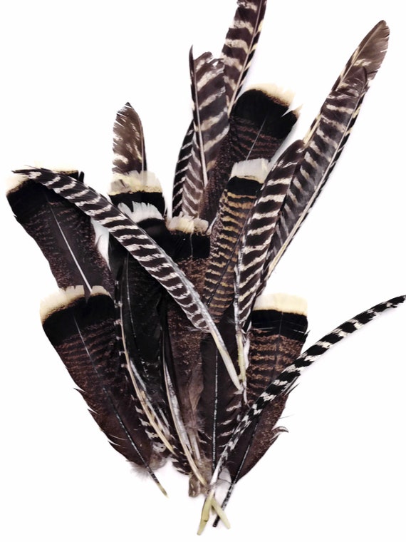 Wild Feathers, 50 Pieces Natural Barred Wild Turkey Merriam Primary Wing  Pointer Quill Wholesale Feathers bulk : 3441 