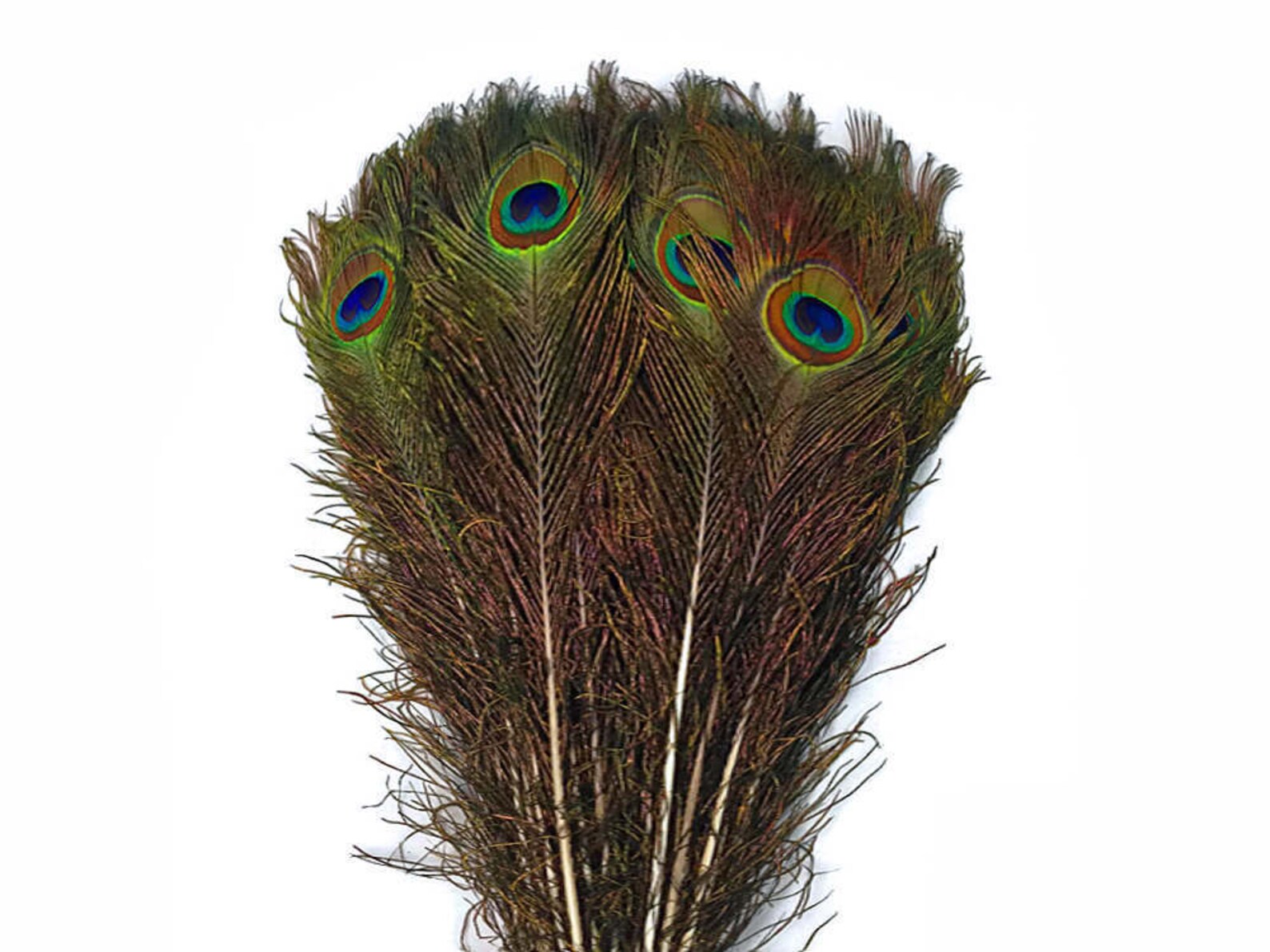 Wholesale Feathers 10 Pieces 3035 NATURAL Peacock Etsy