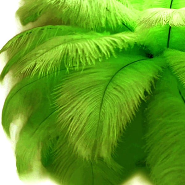 Ostrich Feathers, 10 Pieces - 6-8" Lime Green Ostrich Dyed Drabs Body Plumage Feathers Craft Supplier : 1374