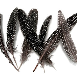 USA SELLER 10 Pieces - Natural Black & White Polka Dot Guinea Fowl Wing Quill Feathers Fly Tying Costume Craft Supply : 231