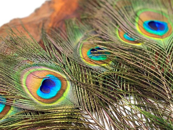 10X Real Natural Peacock Tail Eyes Feathers Wedding Festival Party