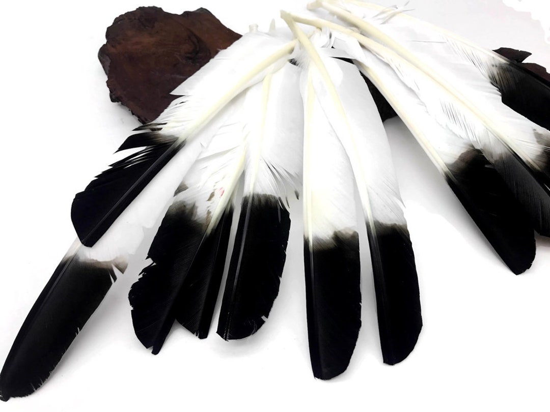 Eagle Feathers, 1/4 Lb Black Tipped White Turkey Pointers Quill Wing