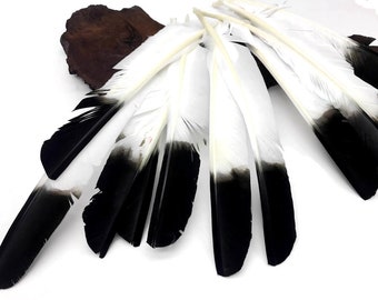 Plumes d'aigle, 1/4 livre - Pointes de dinde blanches à pointes noires Aile de penne Vente en gros de plumes (en vrac) Costume d'Halloween : 3812