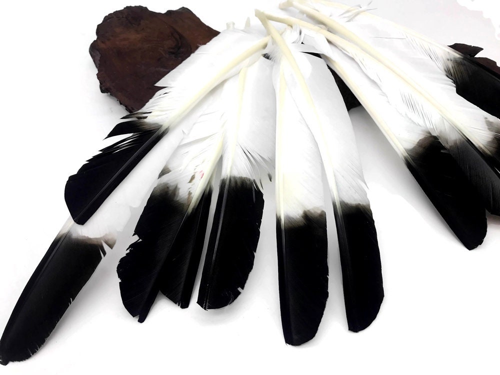 Eagle Feathers, 1/4 Lb - Black Tipped White Turkey Pointers Quill