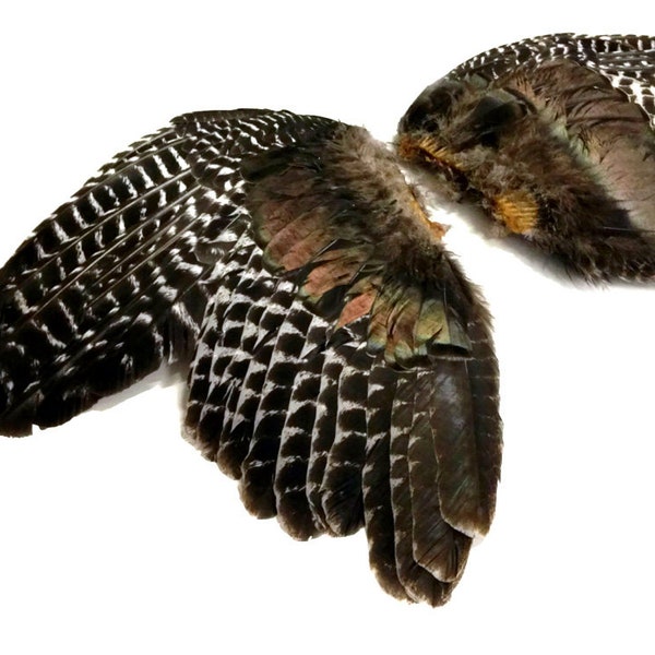 Wild Turkey Feathers, 1 Pair - Natural Wild Barred Merriam Turkey Complete Large Wing Feathers (bulk) : 3525