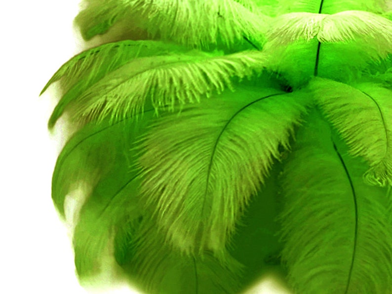 200 Feathers 9-13 Lime Green Ostrich Drab Body Plumage Wholesale Feathers Bulk Carnival Party Centerpiece : 2095-D image 10