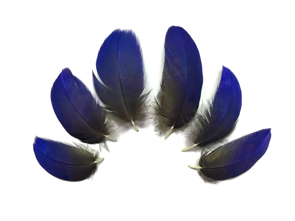 4 Pieces - Ombre Green & Blue Greenwing Macaw Plumage Feathers - Rare
