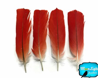 Cruelty-Free Feathers, 4 Pieces - Natural Red African Grey Parrot Tail Feathers - Rare- : 3647