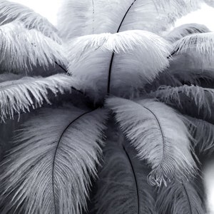 Ostrich Feathers, 10 Pieces - 6-8" Silver Gray Ostrich Dyed Drabs Body Plumage Feathers Craft Supplier : 1369