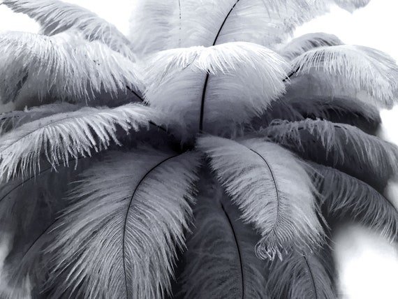 gray ostrich feathers