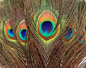 USA Seller, 50 Pieces - 10-12" Natural  Iridescent Green Peacock Tail Eye Wholesale Feathers (Bulk) Halloween Wedding Costume Supply : 1313