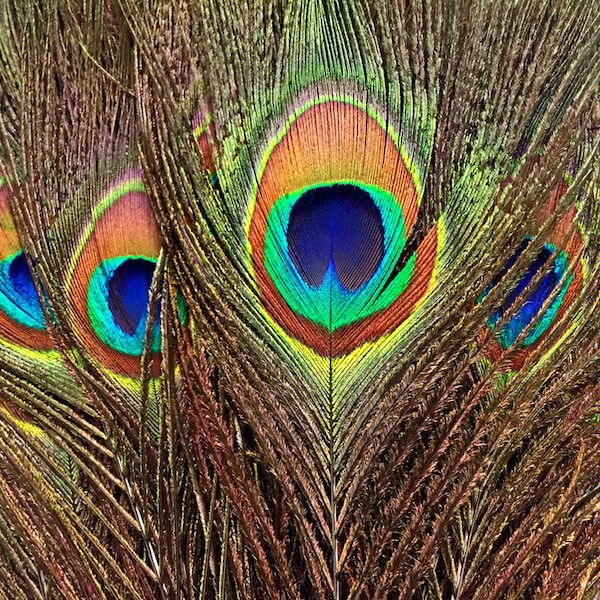 Venditore USA, 50 pezzi - 10-12" Piume naturali iridescenti verdi per occhi di pavone, all'ingrosso (sfuso) per Halloween e costumi da matrimonio: 1313