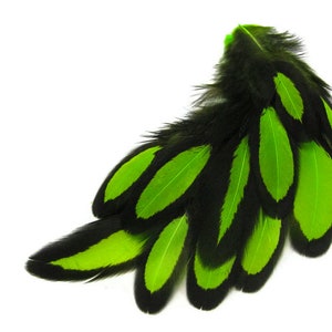 Laced Feathers, 1 Dozen Lime Green Whiting Farms Laced Hen BLW Saddle Feathers Craft Fly Tying Supply : 378 image 3