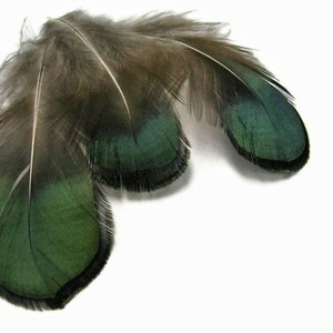 1 Pack Iridescent Green Bronze Lady Amherst Pheasant Plumage Tippet Feathers 0.10 Oz. Dream Catcher Fly Tying Supply : 492 image 2