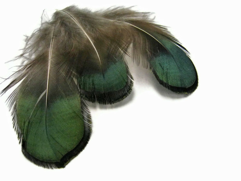 1 Pack Iridescent Green Bronze Lady Amherst Pheasant Plumage Tippet Feathers 0.10 Oz. Dream Catcher Fly Tying Supply : 492 image 2