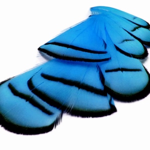12 Pieces - Dyed Turquoise Blue Lady Amherst Pheasant Neck Tippet Feathers Fly Tying, Jewelry Craft Supply : 699