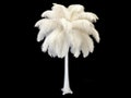 Ostrich Feathers, 10 Pieces - 8-10" Bleached Off White Ostrich Dyed Drabs Feathers Party Centerpiece Supplier : 239