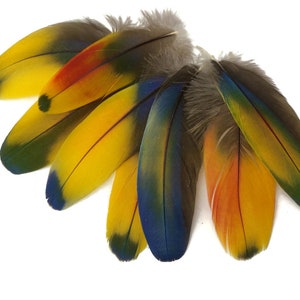 May include: A collection of colorful parrot feathers with shades of yellow, blue, green, and orange. The feathers are arranged in a fan shape, showcasing their vibrant colors and intricate patterns.