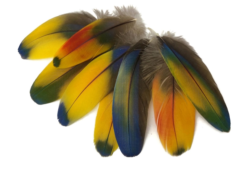 May include: A collection of colorful parrot feathers with shades of yellow, blue, green, and orange. The feathers are arranged in a fan shape, showcasing their vibrant colors and intricate patterns.