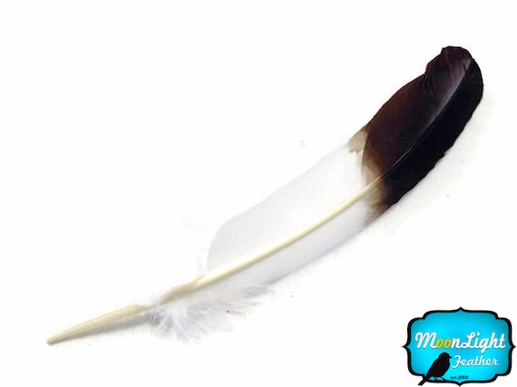 White Tom Turkey RoundsEagle Brown Tipped Feathers Moonlight Feather Imitation Eagle Feathers 6 Pieces White Tom Turkey RoundsEagle Brown Tipped Feathers Moonlight Feather Imitation Eagle Feathers 6 Pieces