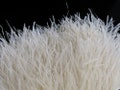 Feather Trim, 6 Inch Strip - Ivory Ostrich Fringe Trim Feather Craft DIY Supply Sample : 235