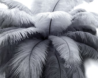 Ostrich Feathers, 10 Pieces - 14-17" Silver Gray Ostrich Dyed Drab Body Feathers Costume and Crafts Supplier : 4557