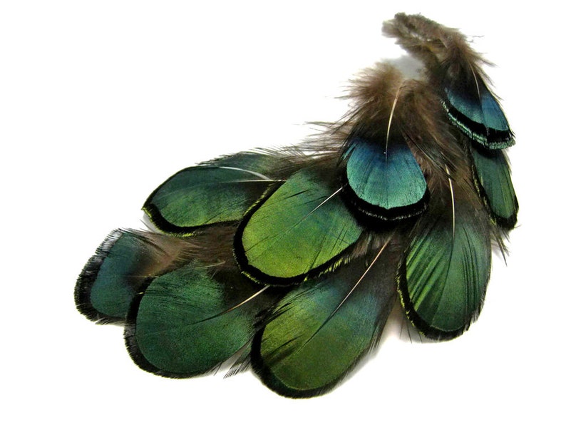 1 Pack Iridescent Green Bronze Lady Amherst Pheasant Plumage Tippet Feathers 0.10 Oz. Dream Catcher Fly Tying Supply : 492 image 5