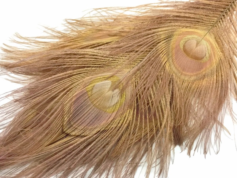 100 Pieces – Light Brown Bleached  Dyed Peacock Tail Eye Wholes