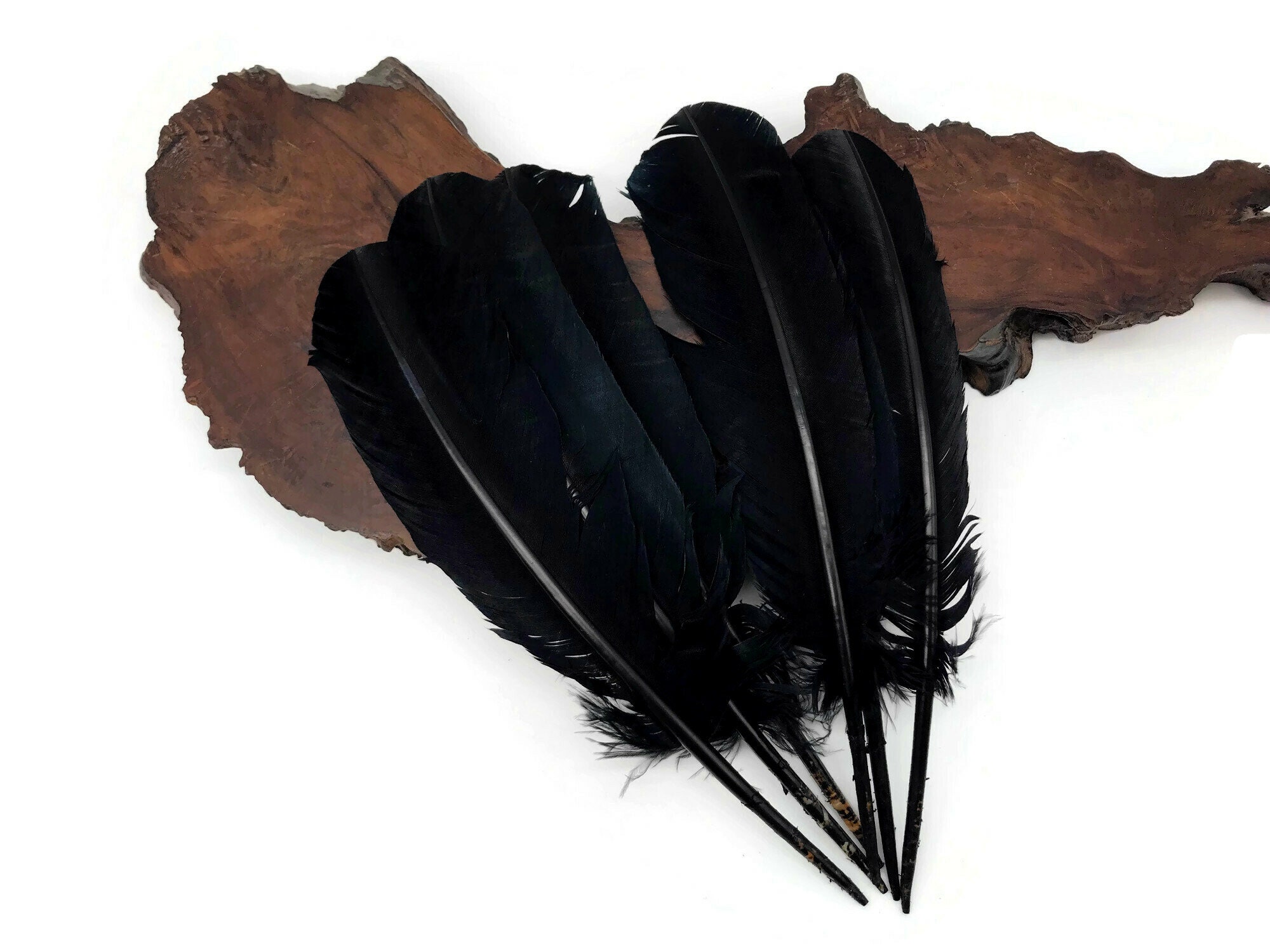 Black Quill Feathers by the Pound