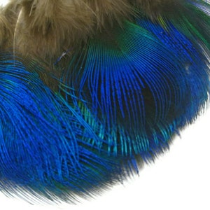 Small Peacock Feathers, 10 Pieces Iridescent Blue Peacock Body Plumage feathers Craft Supply : 2467 image 3