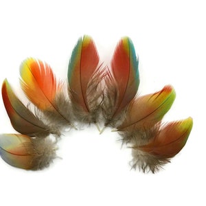 Naturally Molted Feathers, 4 Pieces - Rainbow Hybrid Macaw Plumage Feathers - Rare- : 4450