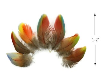 Plumas mudadas naturalmente, 4 piezas - Plumaje de guacamayo híbrido arcoíris - Raro - : 4450