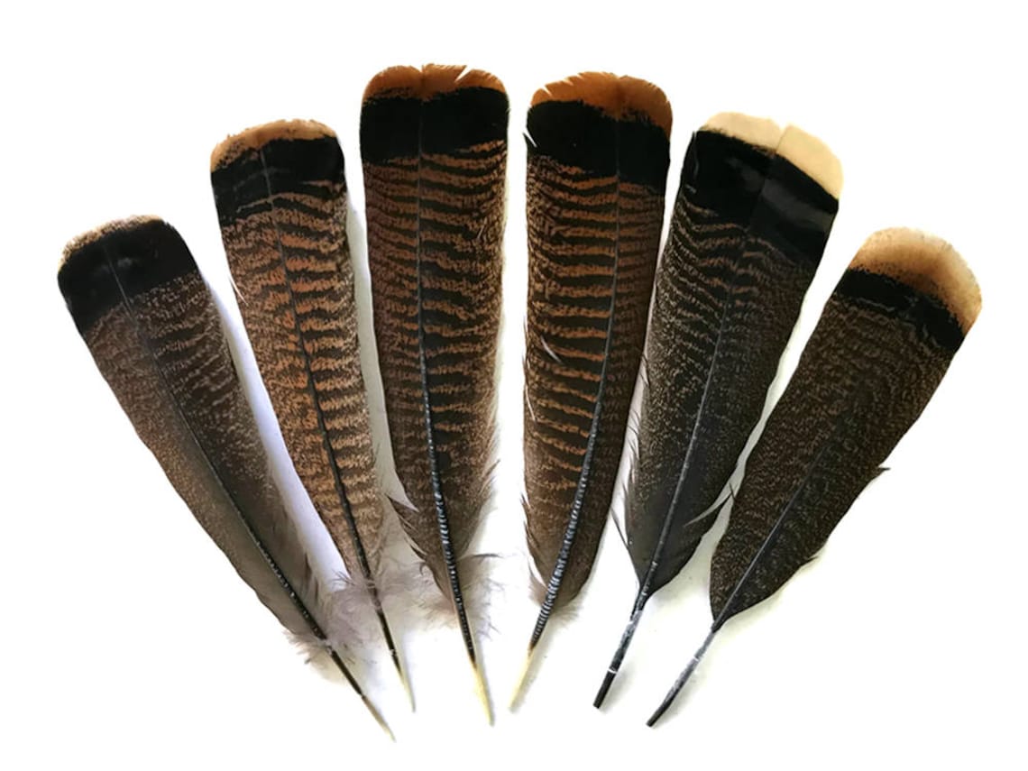 Wild Tail Feathers 5 Pieces Natural Merriam Black And Brown Etsy