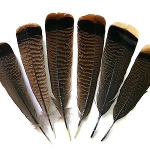 Puede incluir: Seis plumas de pavo marr&oacute;n y negro dispuestas en abanico sobre un fondo blanco. Las plumas presentan un patr&oacute;n rayado y una punta oscura, con tonos de marr&oacute;n claro y negro. La disposici&oacute;n resalta su belleza natural.
