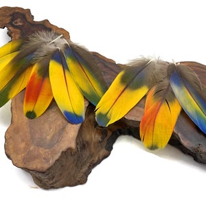 May include: A collection of colorful parrot feathers with yellow, red, blue, and green hues. The feathers are arranged on a piece of wood.