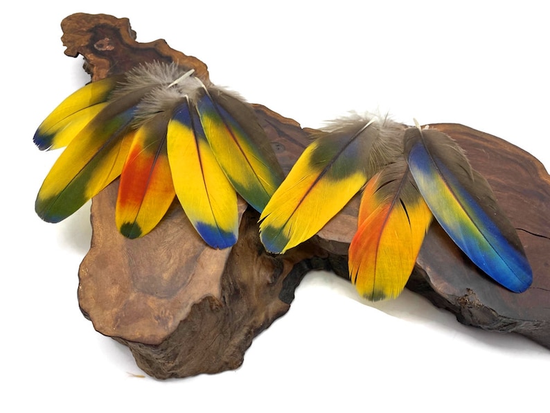 May include: A collection of colorful parrot feathers with yellow, red, blue, and green hues. The feathers are arranged on a piece of wood.