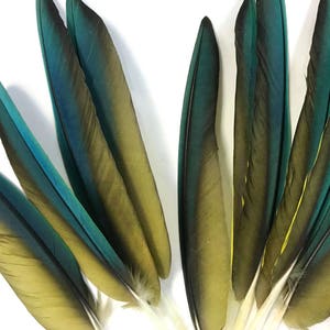 Rare Feathers, 4 Pieces Iridescent Green and Yellow Greenwing Macaw ...