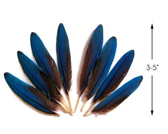 Ethically Sourced, 4 Pieces - Small Natural Blue Scarlet Macaw Wing Rare Feathers Craft Supplies : 3300