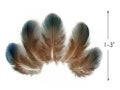 Peacock Feathers, 10 Pieces - Iridescent Green Peacock Plumage Loose Feathers Craft Supply : 650