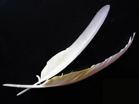 レア柄　ファイヤーキング　Cockatoo 61Wj4iucuSL._AC_SY200_QL15_.jpg