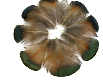 Tippet Feathers, 1 Pack - Iridescent Green Bronze Golden Pheasant Plumage Feathers 0.10 Oz : 375