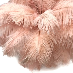 Ostrich Feathers, 10 Pieces - 14-17"  Champagne Ostrich Dyed Drab Large Body Feathers Centerpiece Carnival Supplier : 5031