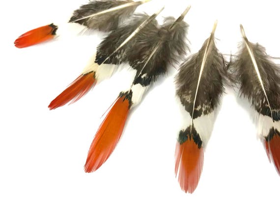 SHORT NATURAL Orange Tips Lady Amherst Pheasant Feather Craft Jewelry 5 Pieces