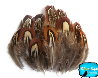 Brown Feathers, 100 Pieces - NATURAL ALMOND Ringneck Pheasant Plumage Feathers 0.10 oz.: 300
