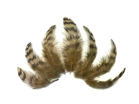 Plumas de shop gallina