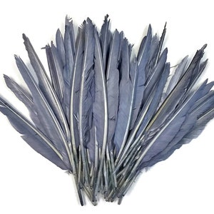 Pode incluir: Um monte de penas cinzas, aproximadamente 25 penas no total, com uma faixa branca no centro de cada pena.