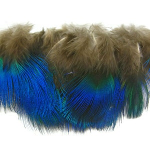 Small Peacock Feathers, 10 Pieces Iridescent Blue Peacock Body Plumage feathers Craft Supply : 2467 image 6