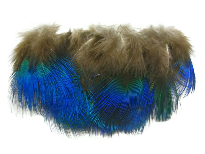 Small Peacock Feathers, 10 Pieces Iridescent Blue Peacock Body Plumage feathers Craft Supply : 2467 image 6