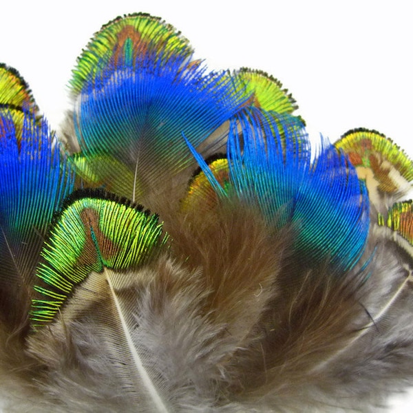 Small Peacock Feathers, 20 Pieces - Mix Iridescent Blue, Green & Gold Peacock Plumage Loose Feathers : 469